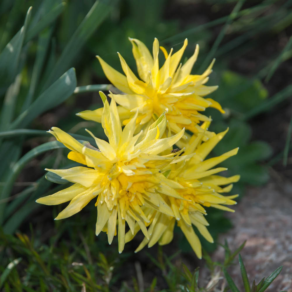 YouGarden Narcissus Rip Van Winkle Planting Bulb 50 Pack Image 2