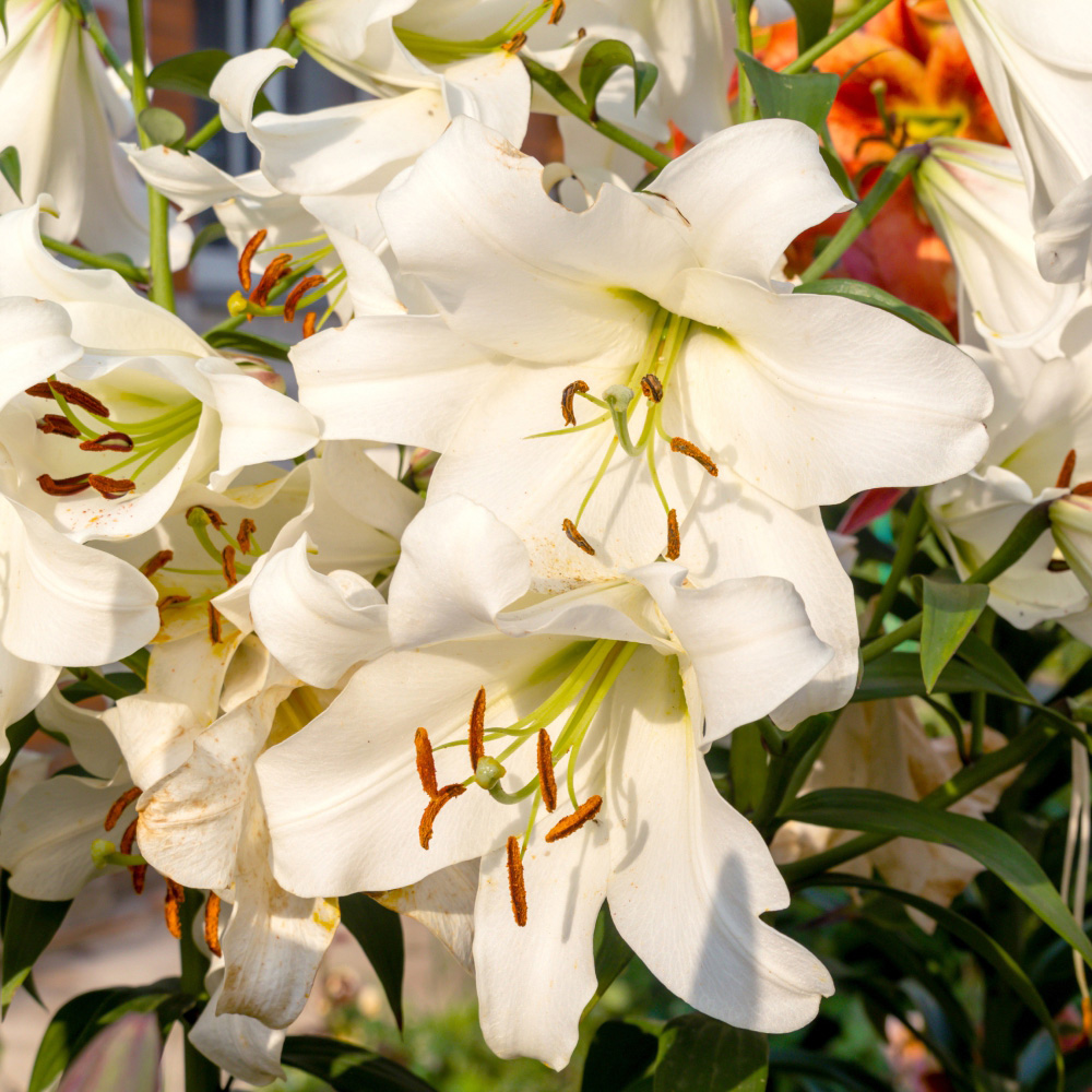 Thompson and Morgan Lily Pretty Woman Planting Bulb 5 Pack with Planting Bulb Basket Image 1