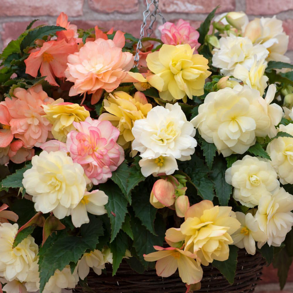 Thompson and Morgan Begonia Nonstop Joy Peaches and Dreams Garden Ready Plant 30 Pack Image 1