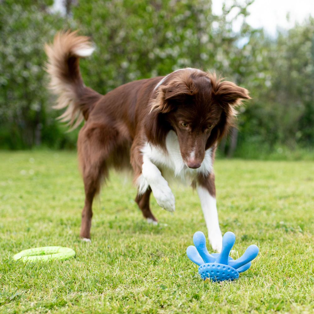 Kiwi Walker Lets Play Green Octopus Dog Toy Image 2