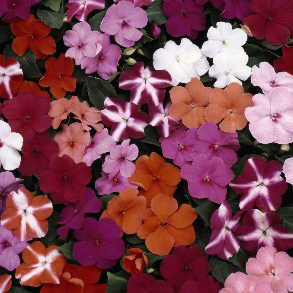 Thompson and Morgan Nurserymans Choice Annual Bedding Mixed Plant Plug 144 Pack Image 4