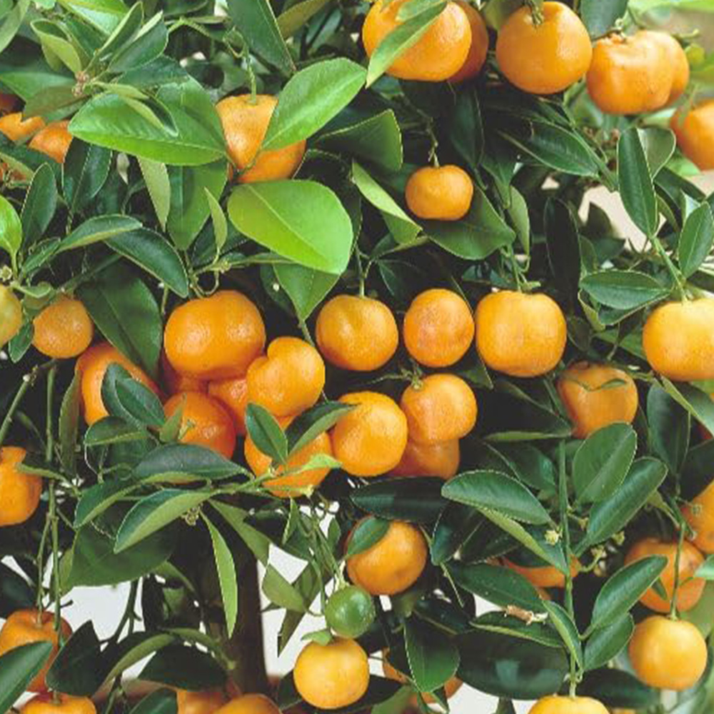 Thompson and Morgan Citrus Tree Mandarin Plant Pot 5L 2 Pack Image 1