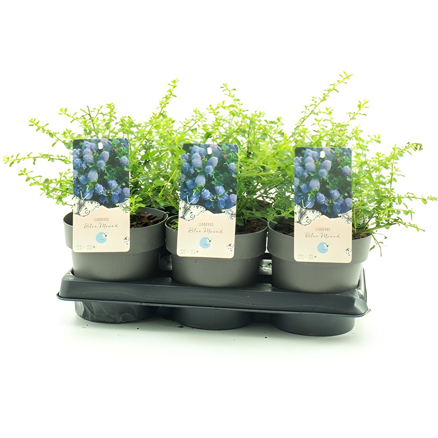Ceanothus Blue Mound 15cm - Green Image