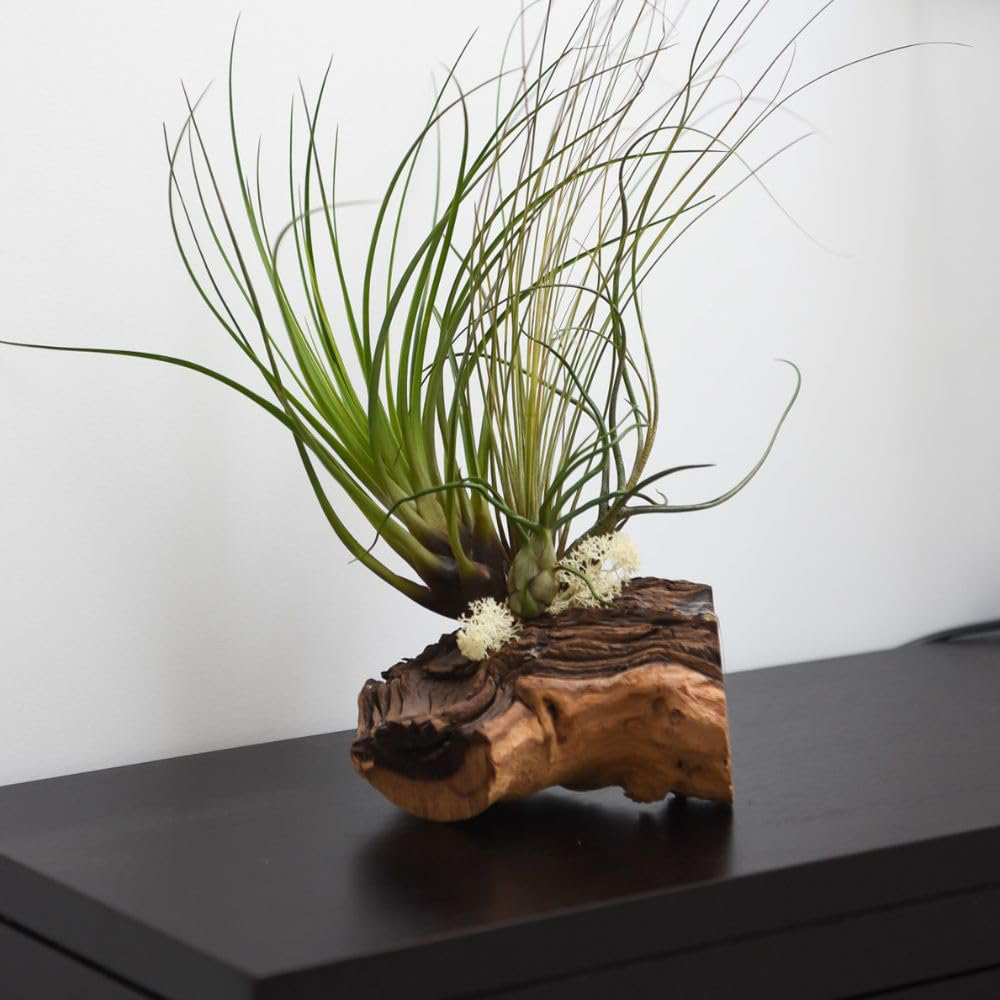 Thompson & Morgan 3 Air Plants on Bog Wood 2 Pack Image 5