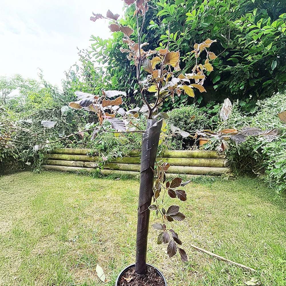 Inspirational Gifting Brown Spiral Tree Guard 60cm x 38mm 250 Pack Image 2