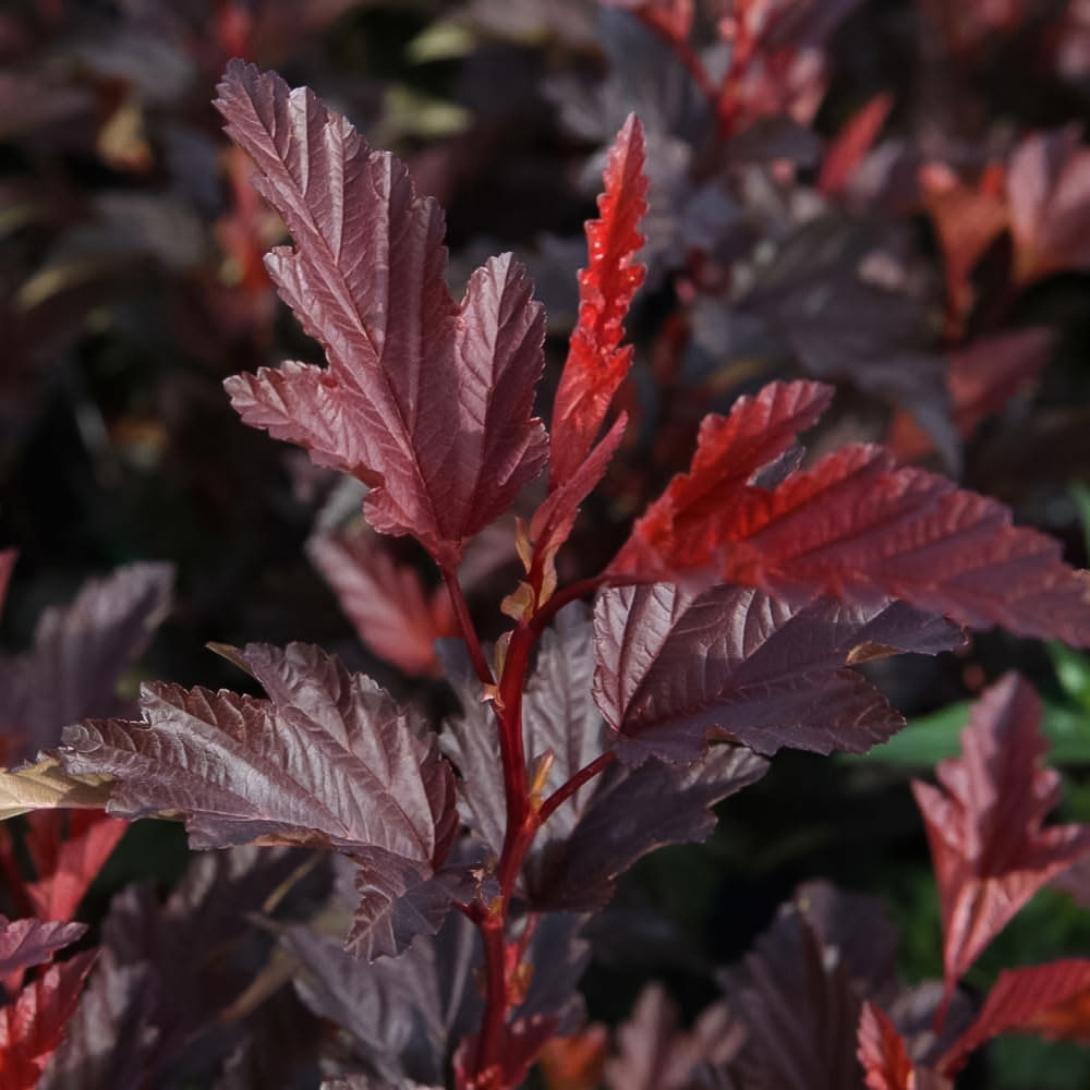 Thompson and Morgan Physocarpus Opulifolius Little Angel Plant Pot 9cm Image 1
