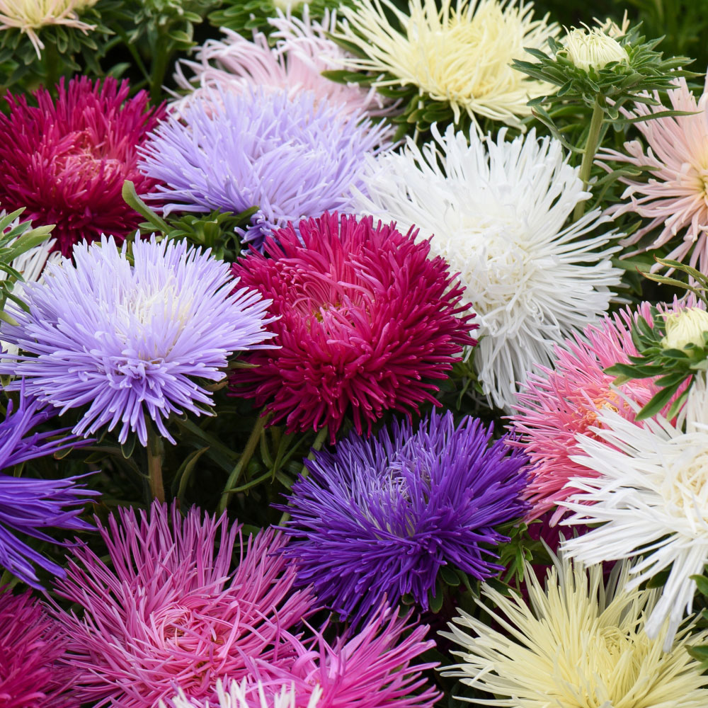 Thompson and Morgan Aster Starlight Mixed Garden Ready Plant 15 Pack Image 3