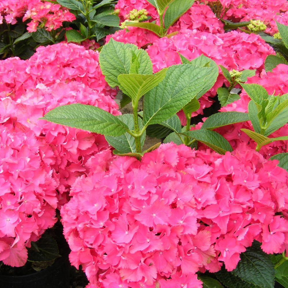 Thompson & Morgan Hydrangea Red Angel PBR Plant Pot 3L Image 1