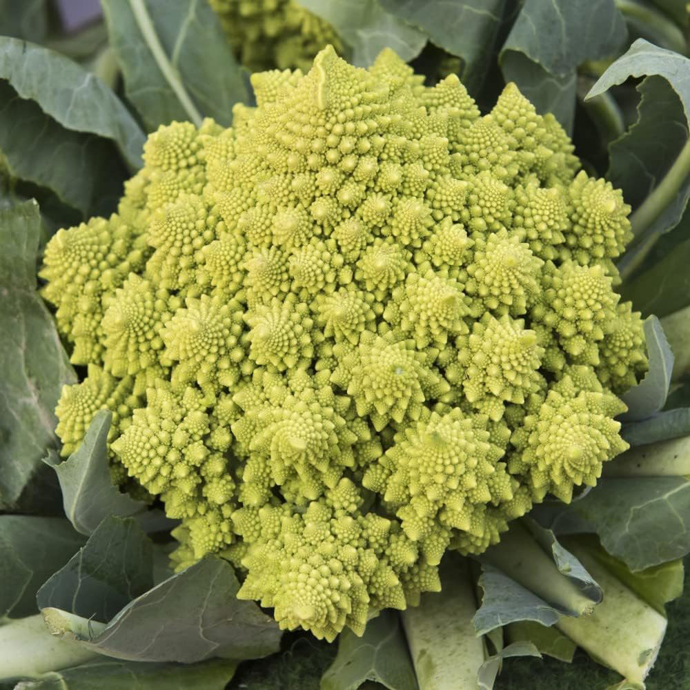Thompson & Morgan Cauliflower Romanesco Veronica 20 Seeds Packet Image