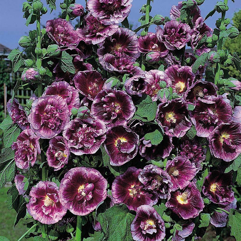 Thompson & Morgan Hollyhock Creme De Cassis Seeds Image 1