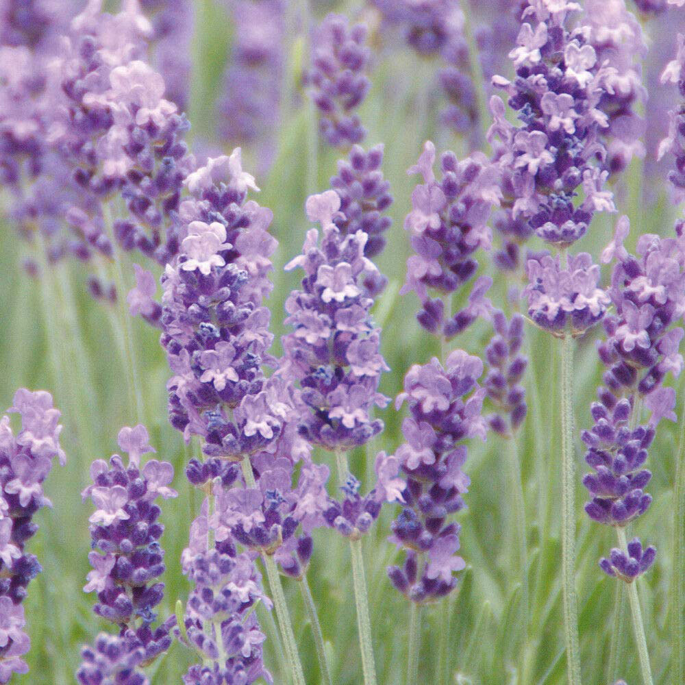 Thompson and Morgan Lavender Collection Plant Pot 9cm 4 Pack Image 4