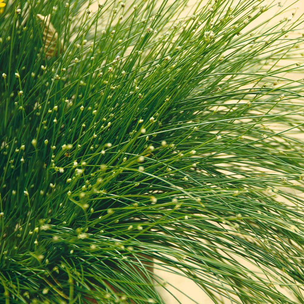 Thompson and Morgan Scirpus Cernuus Plant Basket 11cm Image 1