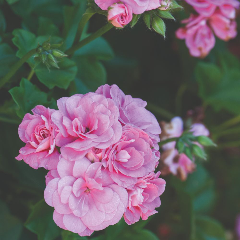 Thompson and Morgan Geranium Trailing Sybil Pink Jumbo Plant Plug 5 Pack Image 2