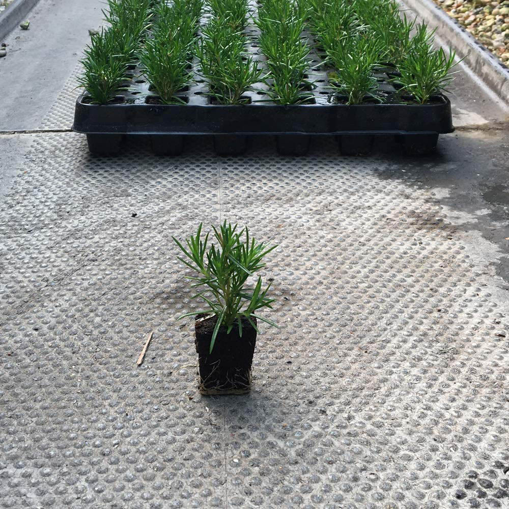 Thompson and Morgan Creeping Phlox Collection 2023 Ground Cover Perennial 5 Postiplugs Image 6