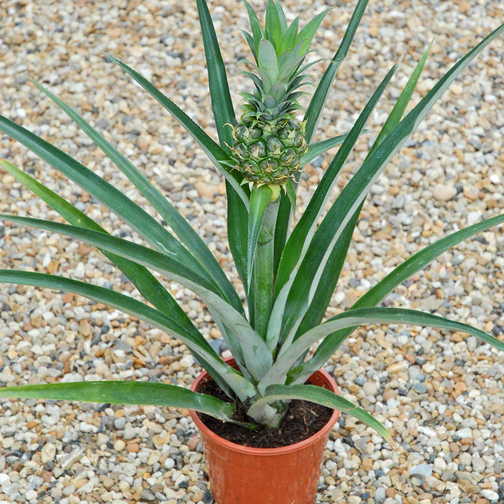 Thompson & Morgan Ornamental Pineapple Potted Plant 12cm Image 6