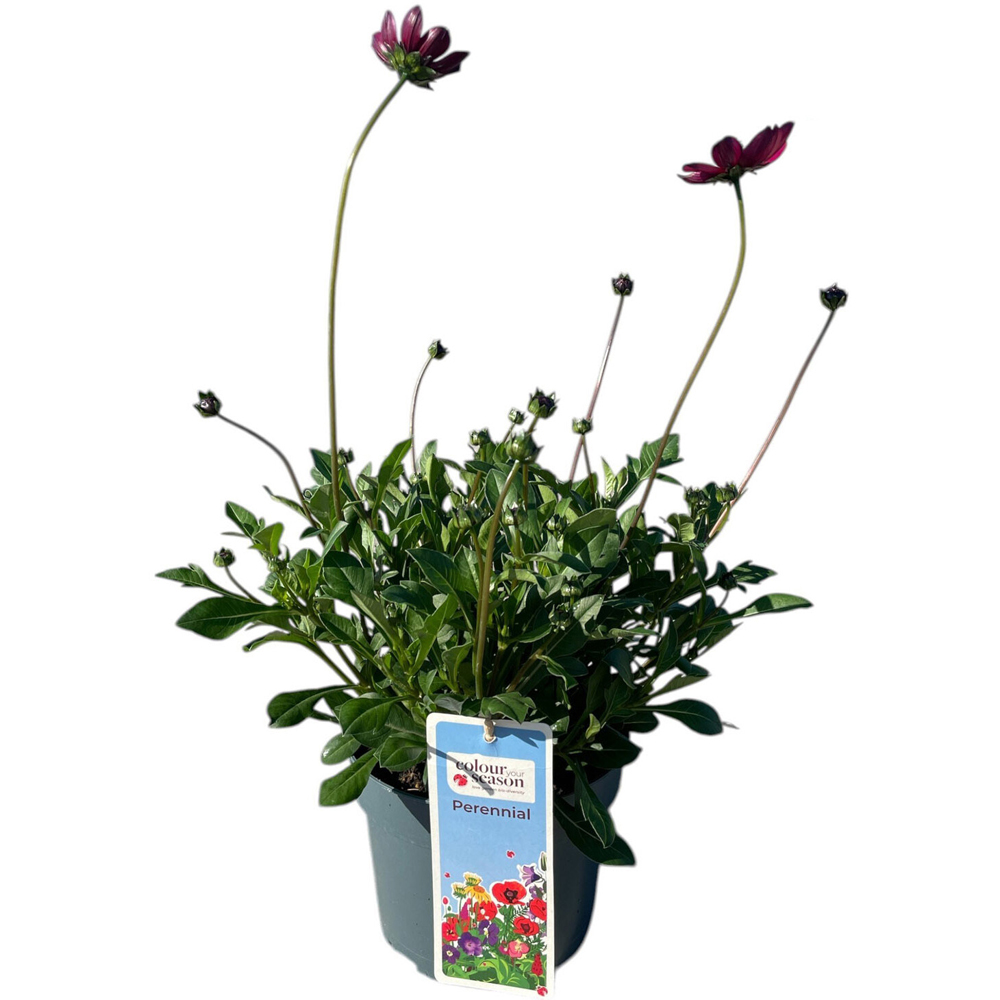 Cosmos Cherry Chocolate Plant Image