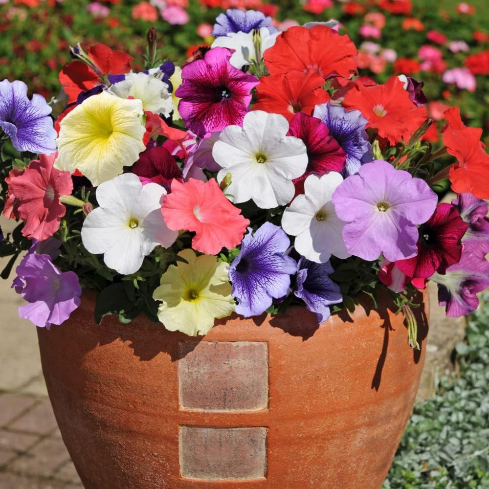 Thompson and Morgan Petunia Frenzy Mixed Plant Plugs 6 Pack Image 4