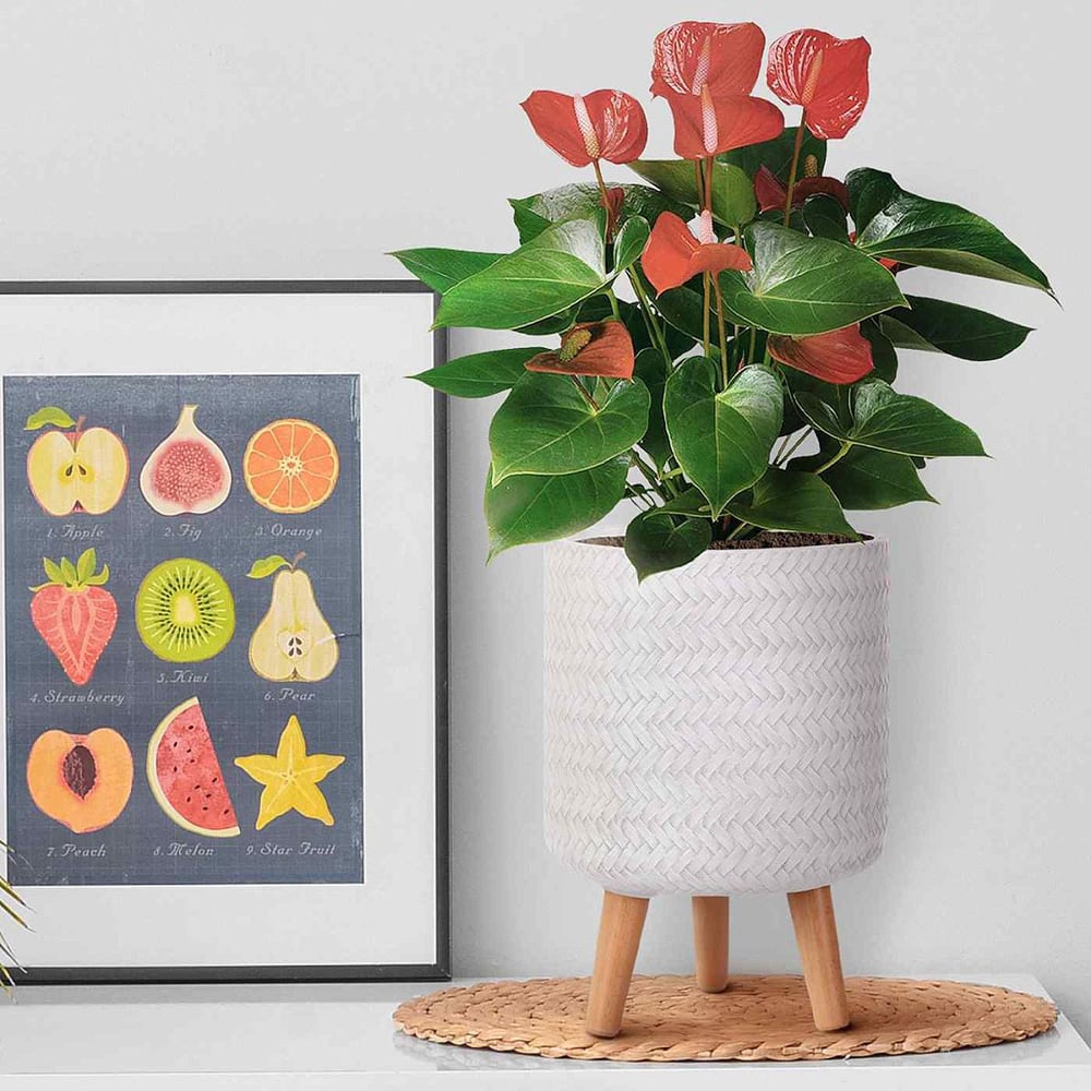 wilko Plaited Style White Indoor Cylinder Plant Pot with Legs 35cm Image 7