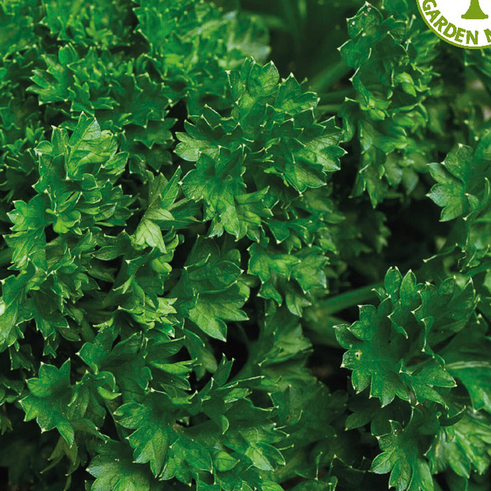 Pack of Parsley Moss Curled 2 Seeds Image 2