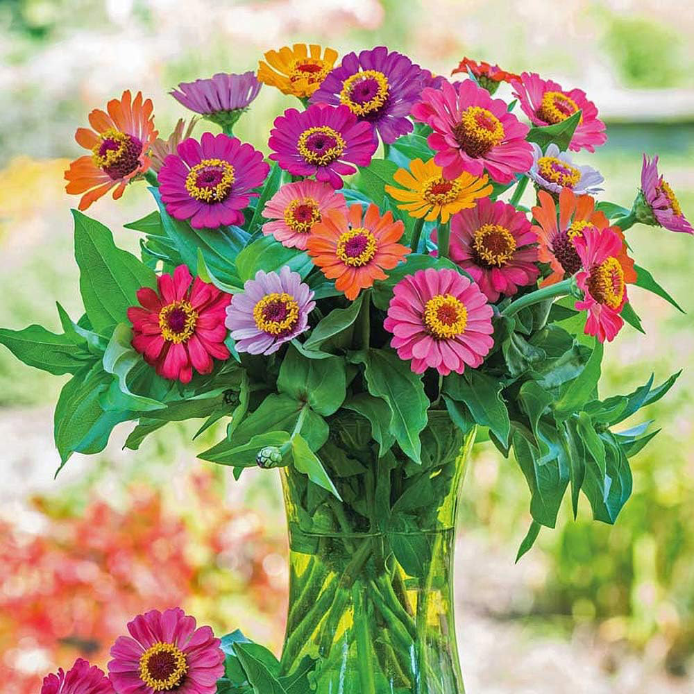 Thompson and Morgan Zinnia Elegans Forecast Seeds Image 2