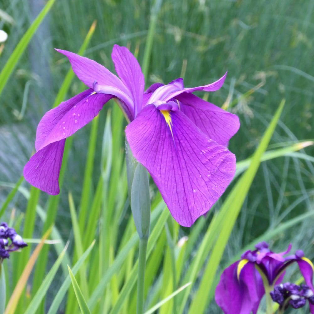 Thompson and Morgan Iris Ensata Plant Pot 1L 3 Pack Image 3