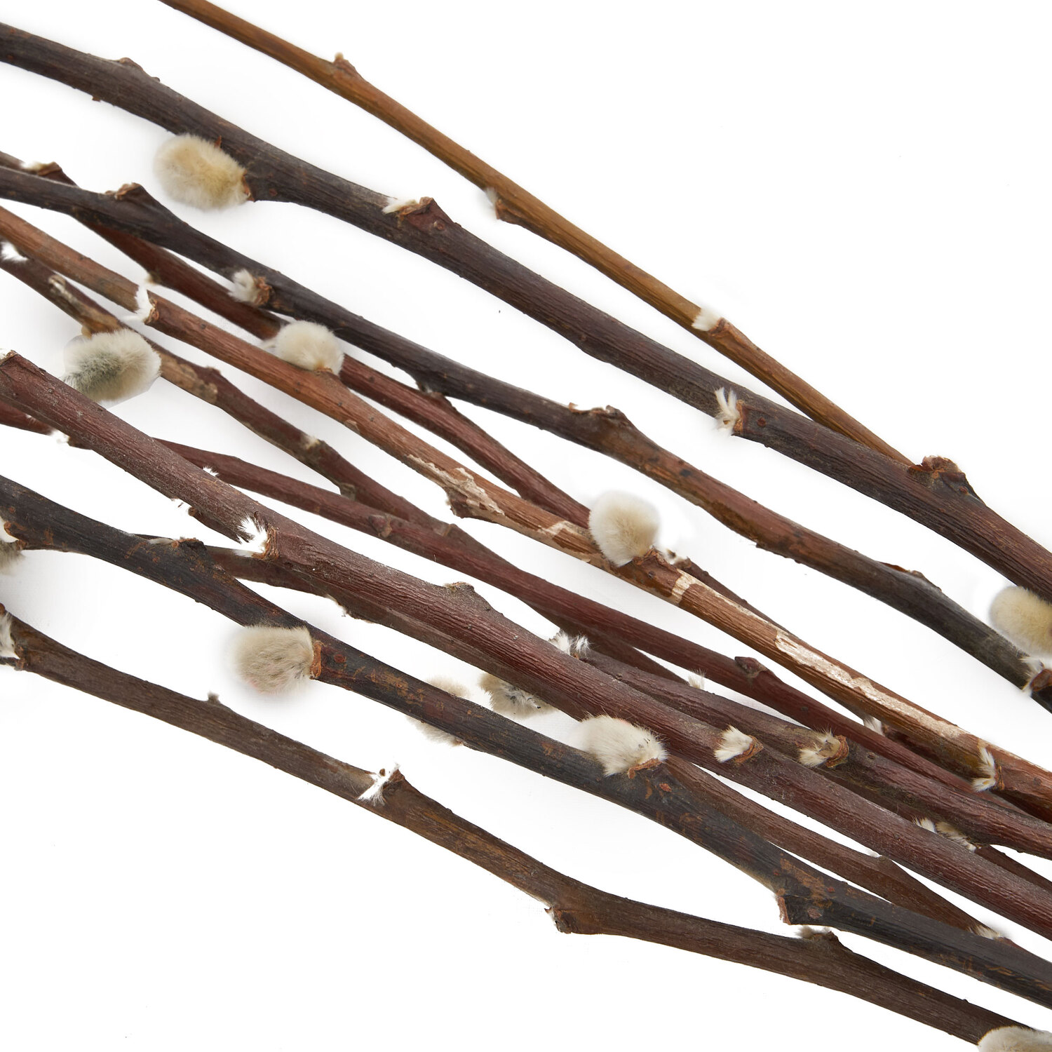 Pussywillow Bouquet - Natural Image 3