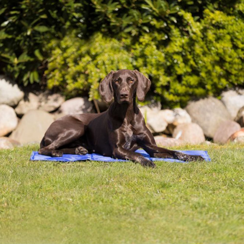 Trixie Small Blue Cooling Mat Image 9
