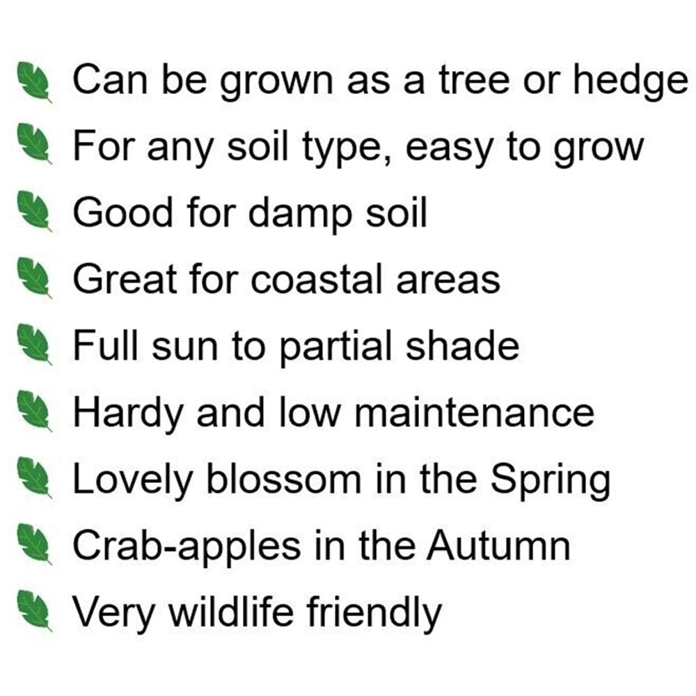 Inspirational Gifting Crab Apple Bare Root Hedge Plant Sapling 2-3ft 20 Pack Image 6