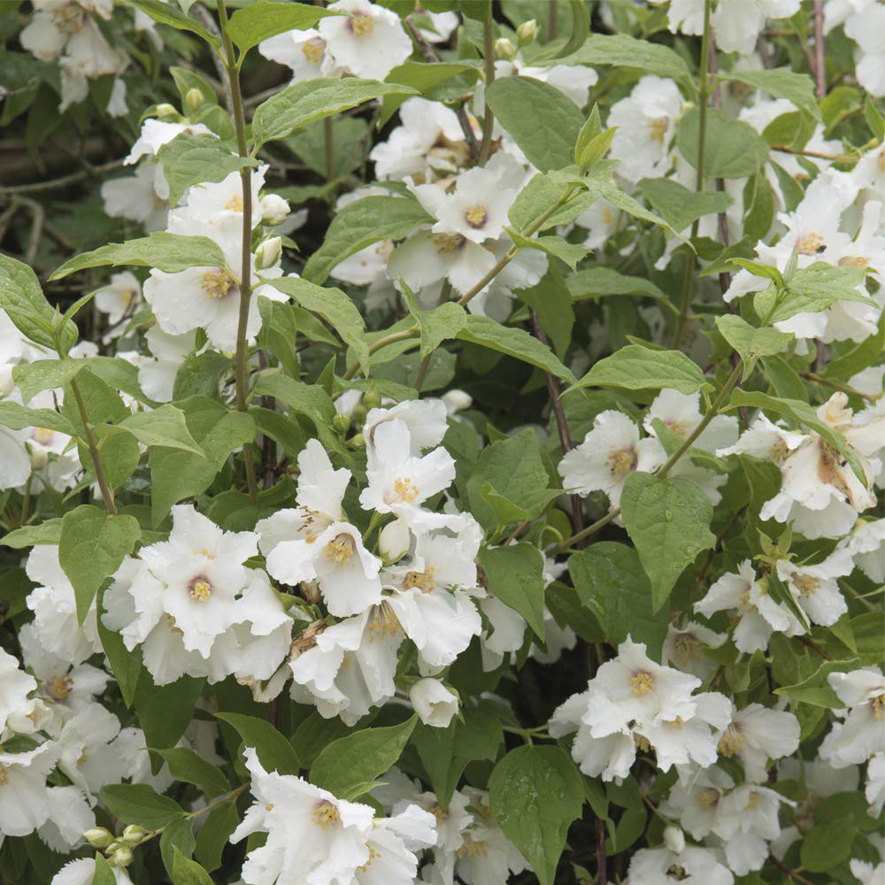 Thompson and Morgan Philadelphus Belle Etoile Plant Pot 9cm Image 1