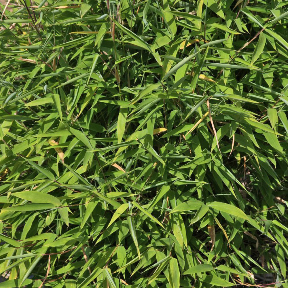 Thompson and Morgan Fargesia Asian Wonder Plant Pot 9cm 2 Pack Image 3