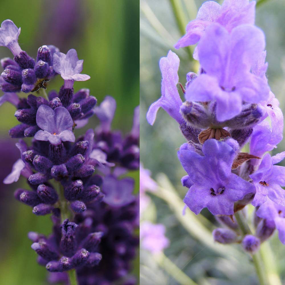 Thompson and Morgan Lavender Hidcote and Munstead Plugs 288 Pack Image 2