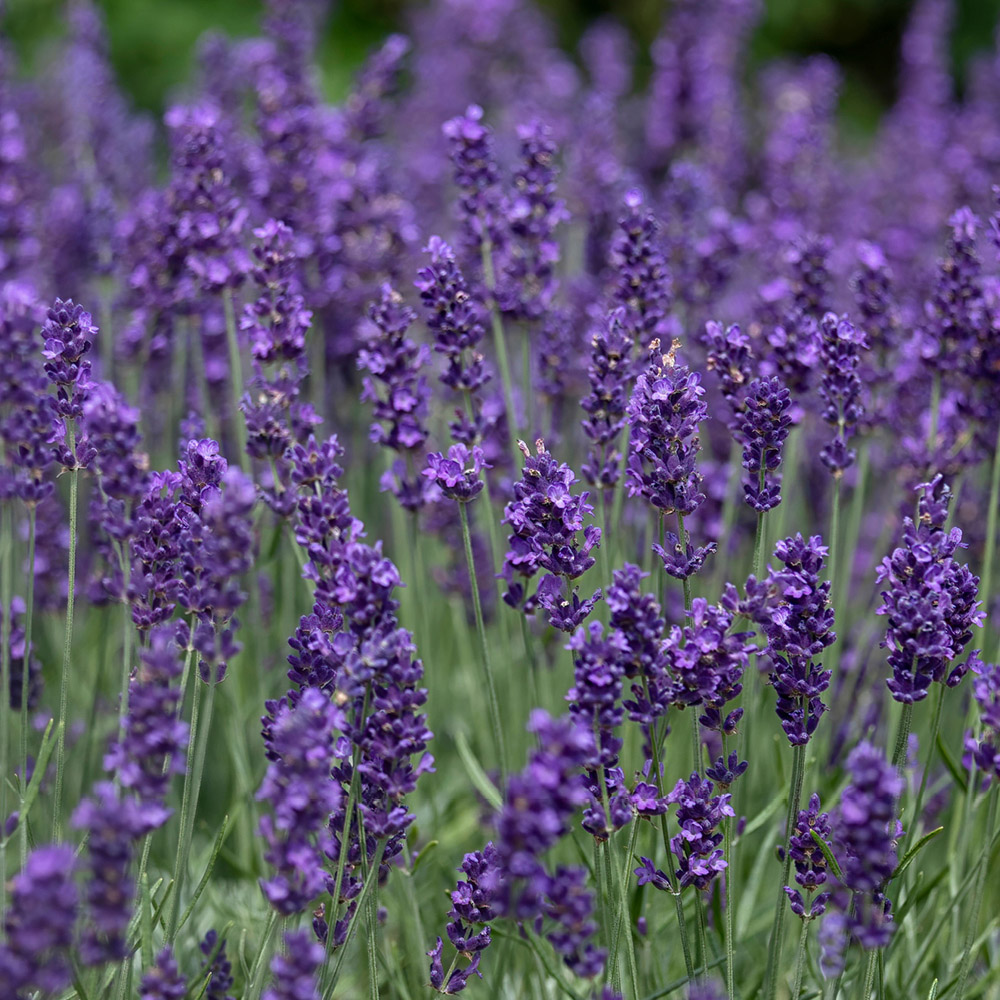 YouGarden English Lavender Hidcote Hedging Plant in Pot 12 Pack Image 1