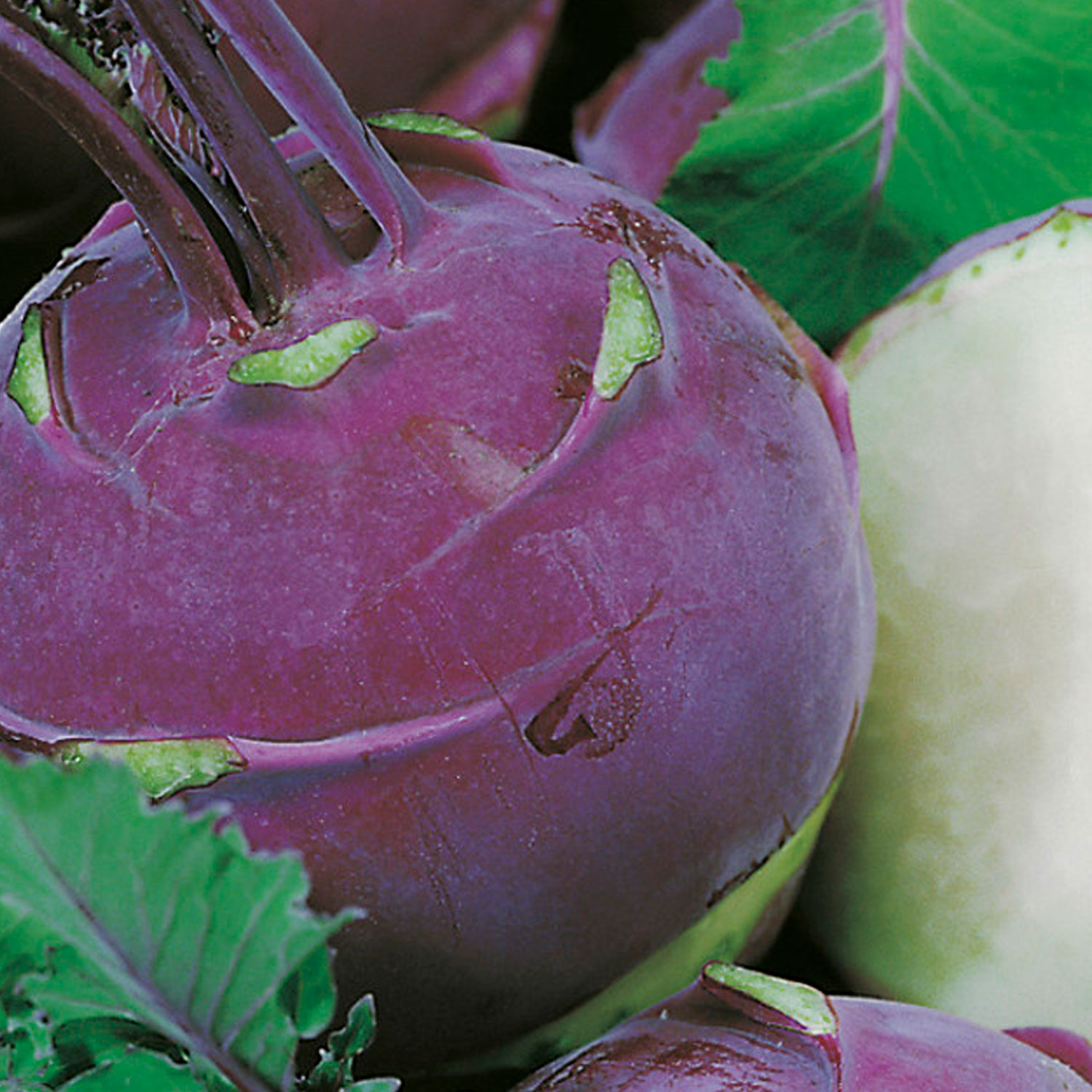 Johnsons Ballot F1 Kohl Rabi Seeds Image 1