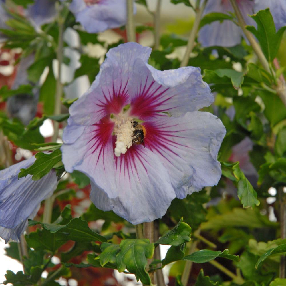 Thompson & Morgan Hibiscus Syriacus Marina Plant Pot 10L Image 2