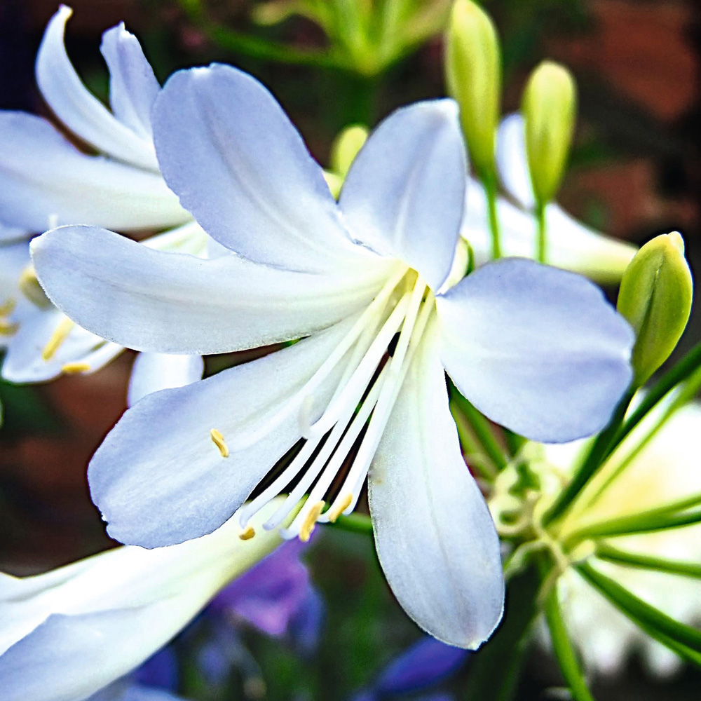 Thompson and Morgan Agapanthus Africanus Silver Baby Plant Pot 3L Image 1