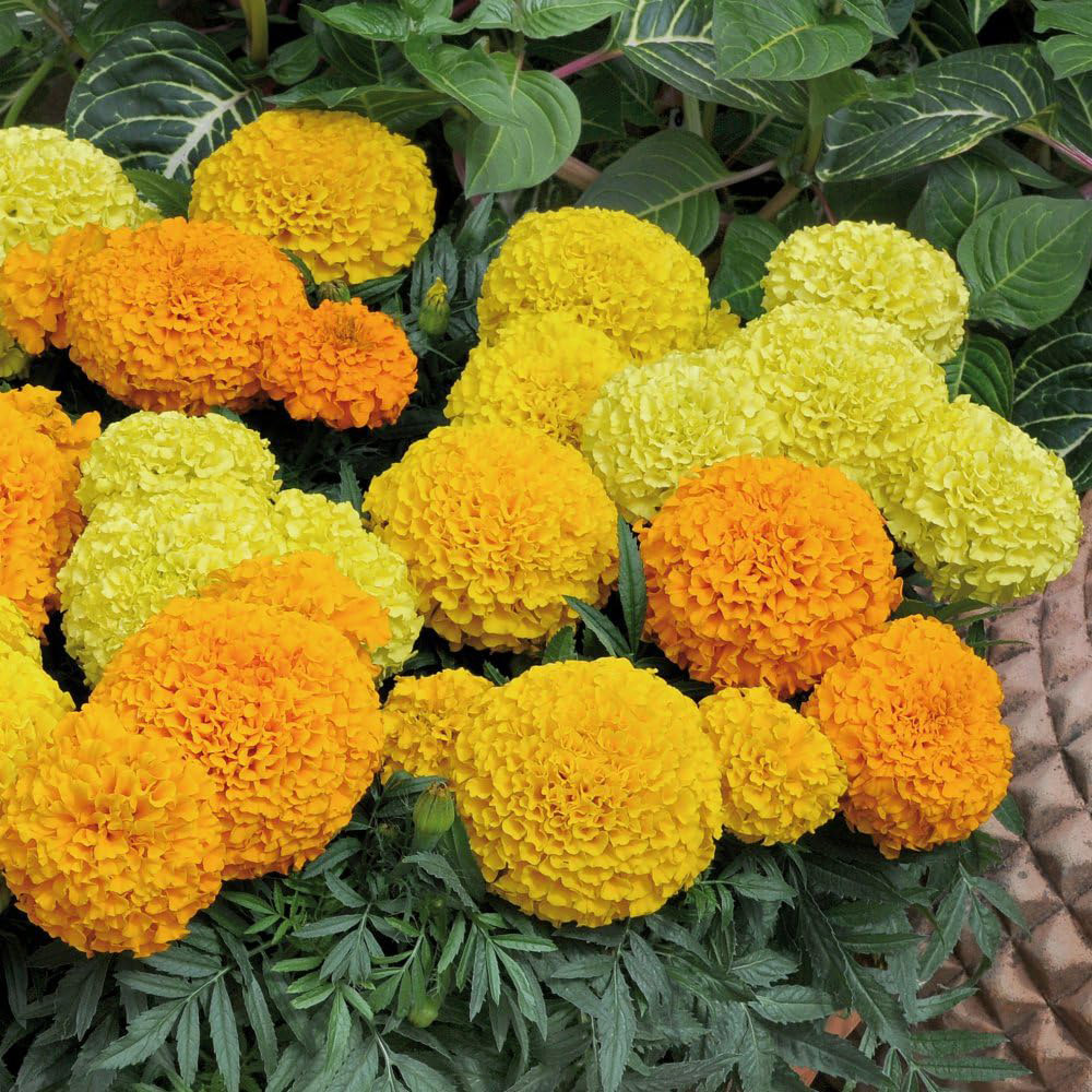 Thompson and Morgan Marigold Marvel Mix Garden Ready Plant 30 Pack Image 1