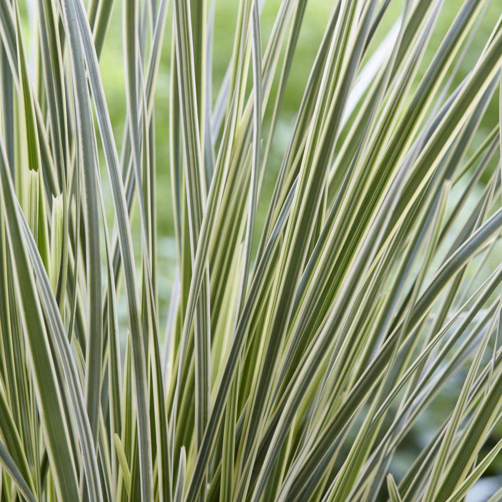 Thompson and Morgan Lomandra White Sands Plant Pot 9cm Image 3