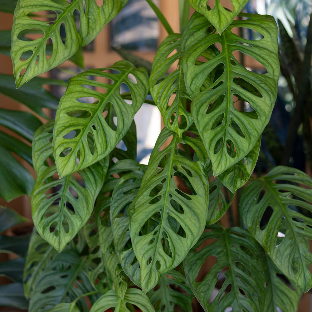 YouGarden Monstera Monkey Mask on Moss Pole Plant Pot 19cm Image