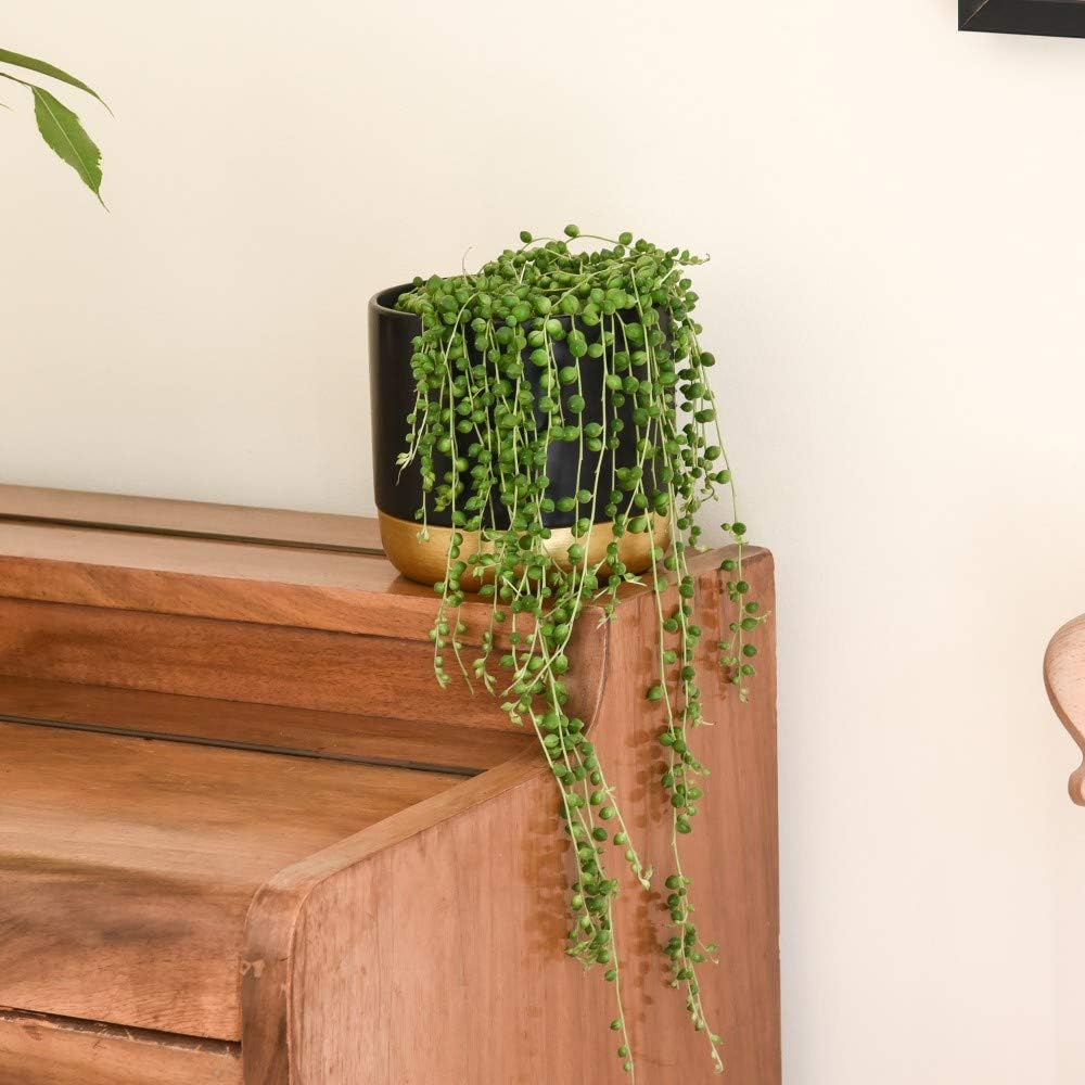 Thompson & Morgan Senecio String of Pearls Plant Pot 8cm Image 3