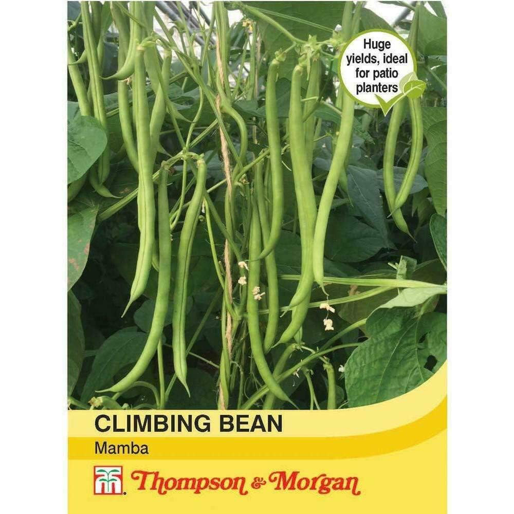 Thompson & Morgan Climbing Bean Mamba 40 Seeds Packet Image 2