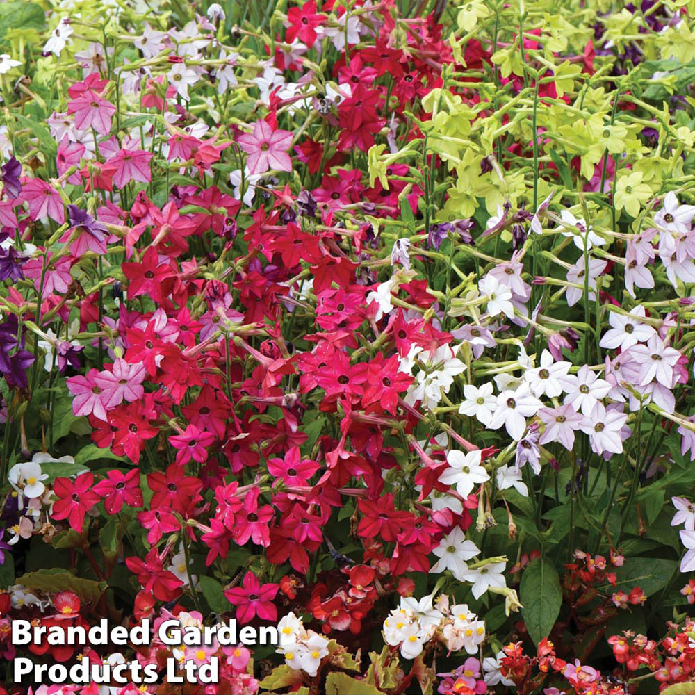 Thompson and Morgan Bedding Collection Plant Plug 48 Pack Image 3