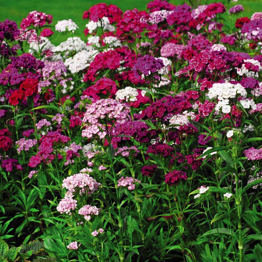 Thompson and Morgan Dianthus Pinks Festival Mixed Garden Ready Plant 30 Pack Image 2