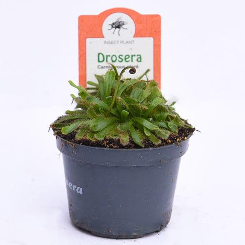 Thompson and Morgan Drosera Aliciae Plant Pot 9cm 2 Pack Image 3