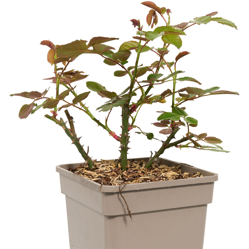Compact Rose Bush Image 5
