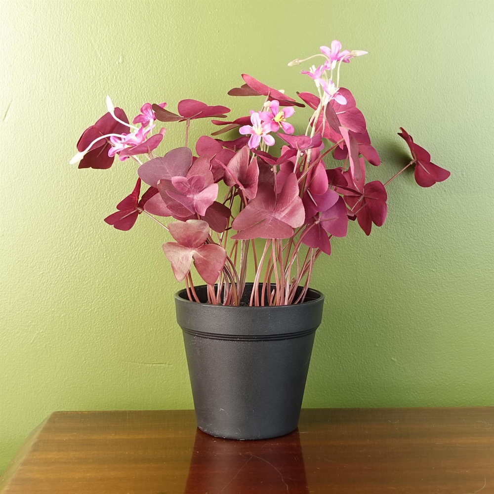 Leaf Purple Shamrock Artificial Plant with Pink Flowers in Pot 30cm Image 2