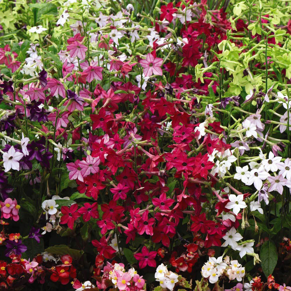 Thompson and Morgan Nicotiana Eau De Cologne Mixed Plant Plugs 24 Pack Image 2