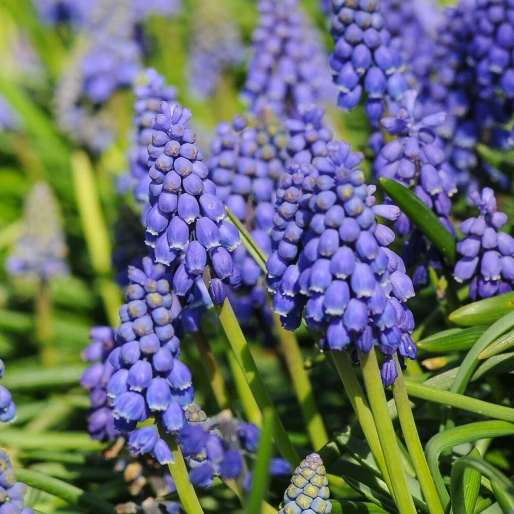 Thompson and Morgan Muscari Armeniacum Autumn Planting Bulb 100 Pack Image 4