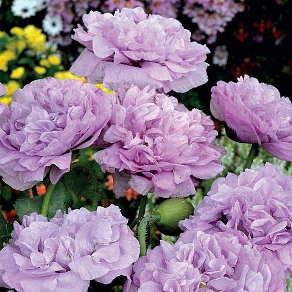 Thompson and Morgan Poppy Candy Floss Paeoniiflorum Group Seeds Image
