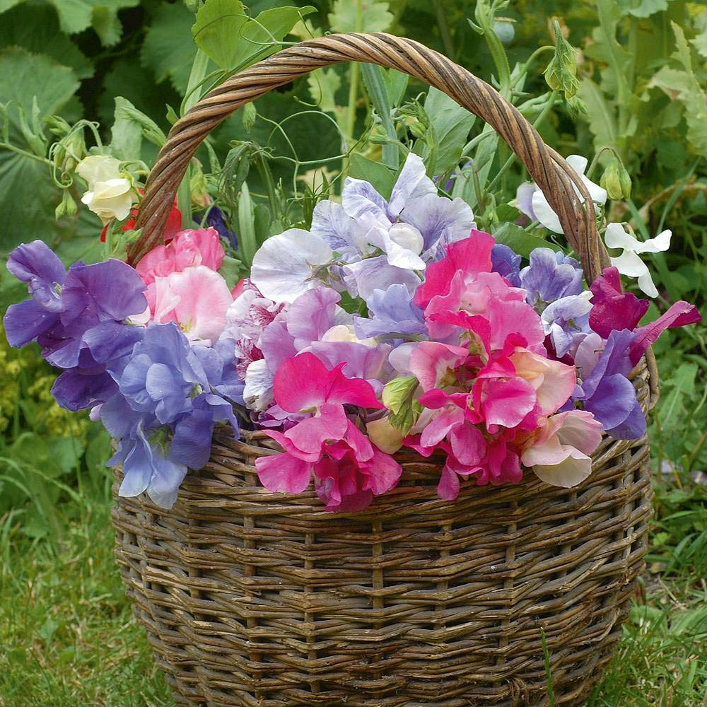 Thompson & Morgan Sweet Pea Sweet Dreams Seed Packet Image