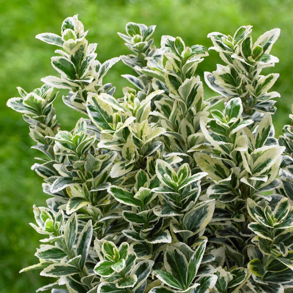 Thompson and Morgan White Spire Euonymus Japonicus Plant in Pot 3L Image 3